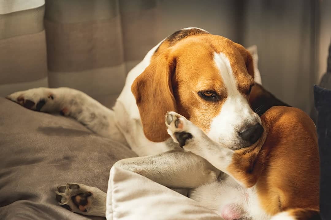 A beagle dog resting on a cushion and biting at the skin on its hind leg.